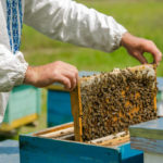 Les programmes de sélection génétique pour améliorer les traits souhaitables des abeilles