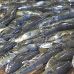 Les techniques de gestion de la reproduction pour maintenir la diversité génétique des poissons
