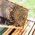 Les risques associés à l’introduction d’espèces exotiques d’abeilles