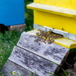 Les initiatives de restauration des habitats pour les abeilles dans les zones rurales