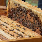 Les initiatives de coopération internationale pour la conservation des abeilles