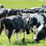 Les stratégies pour minimiser les pertes de production de lait lors de la traite
