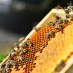 Les méthodes de prévention des vols de ruches et de protection contre le vol de miel