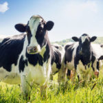 Les stratégies pour minimiser les conflits entre les bovins dans un troupeau