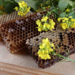 Les plantes mellifères : un soutien essentiel pour les abeilles