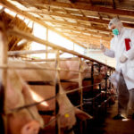 L’importance de la santé intestinale chez les porcs en élevage