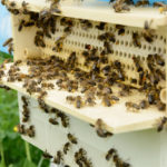 Les stratégies pour réduire les conflits entre les apiculteurs et les agriculteurs