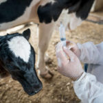Comment mettre en place un plan de vaccination efficace pour votre troupeau bovin