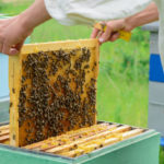 Les méthodes alternatives de traitement des maladies des abeilles