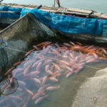 Les avantages environnementaux de la pisciculture : une comparaison avec la pêche sauvage