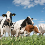 Les avantages de l’élevage bovin en pâturage rotationnel