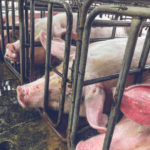 L’impact de la nutrition sur la qualité de la viande de porc