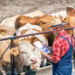 Les avantages de l’introduction de la technologie dans la gestion d’un élevage bovin