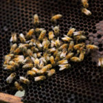 Les effets du changement climatique sur les abeilles