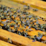 Les législations et réglementations concernant l’apiculture et la protection des abeilles