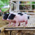 Les risques sanitaires associés à l’élevage porcin en système de plein air