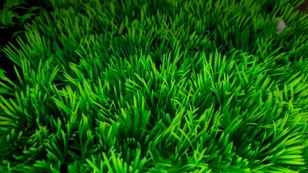 Construction d'un court de tennis en gazon synthétique à Nice