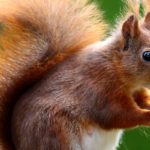 Toute l’actualité sur les animaux et la nature