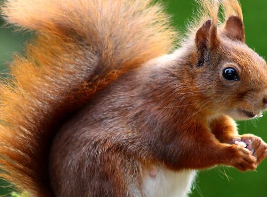 découvrez le monde fascinant des animaux : leurs caractéristiques, comportements et habitats. explorez la diversité animale, des espèces sauvages aux animaux domestiques, pour mieux comprendre la nature qui nous entoure.
