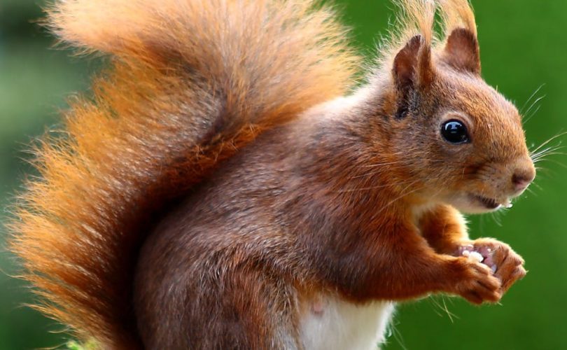 découvrez le monde fascinant des animaux : leurs caractéristiques, comportements et habitats. explorez la diversité animale, des espèces sauvages aux animaux domestiques, pour mieux comprendre la nature qui nous entoure.