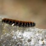 Quels traitements préventifs peut-on appliquer pour éviter les chenilles processionnaires à Saint-Genis-Laval ?