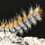 Quel est le meilleur moment de l’année pour intervenir contre les chenilles processionnaires à Saint-Genis-Laval ?