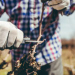 Quels sont les avantages d’un élagage Bretenoux bien fait ?