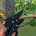 Quelle est la différence entre taille et élagage à Bretenoux ?