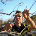 Quelles sont les erreurs fréquentes lors d’un élagage à Bretenoux ?