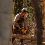 Comment savoir si un arbre doit être abattu ?